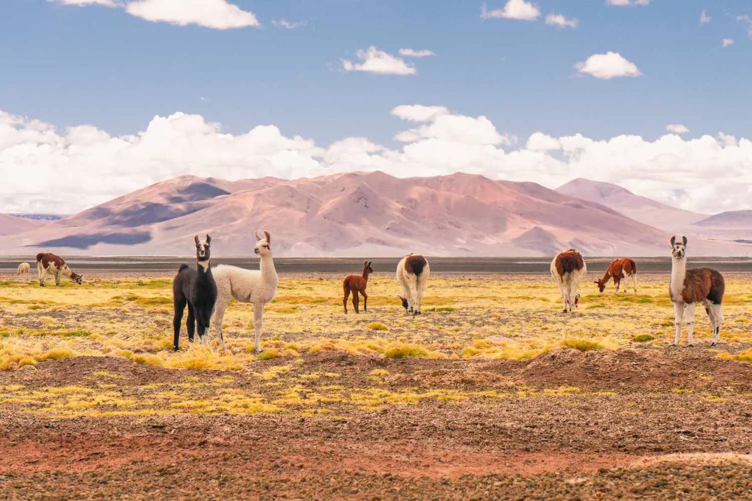 Nas lagoas altiplânicas, acima dos 4.000 m, as lhamas dividem a estrada com os carros — é nesse trecho que a chuva de verão costuma mexer com a ordem dos passeios.