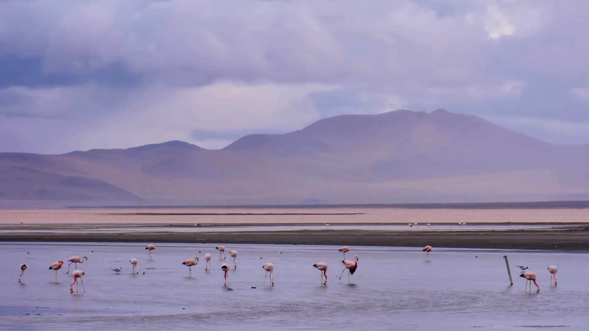 Os flamingos se concentram na água rasa e ficam mais ativos no fim da tarde, quando o salar muda de cor.