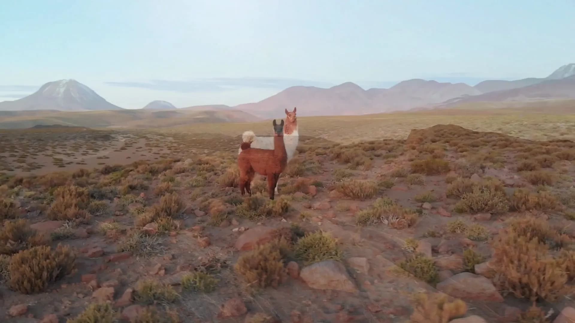 Vicunha no altiplano