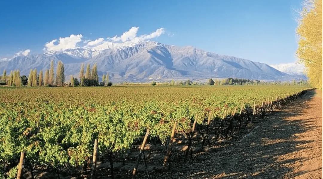 Parreirais da vinícola Concha y Toro aos pés dos Andes nevados