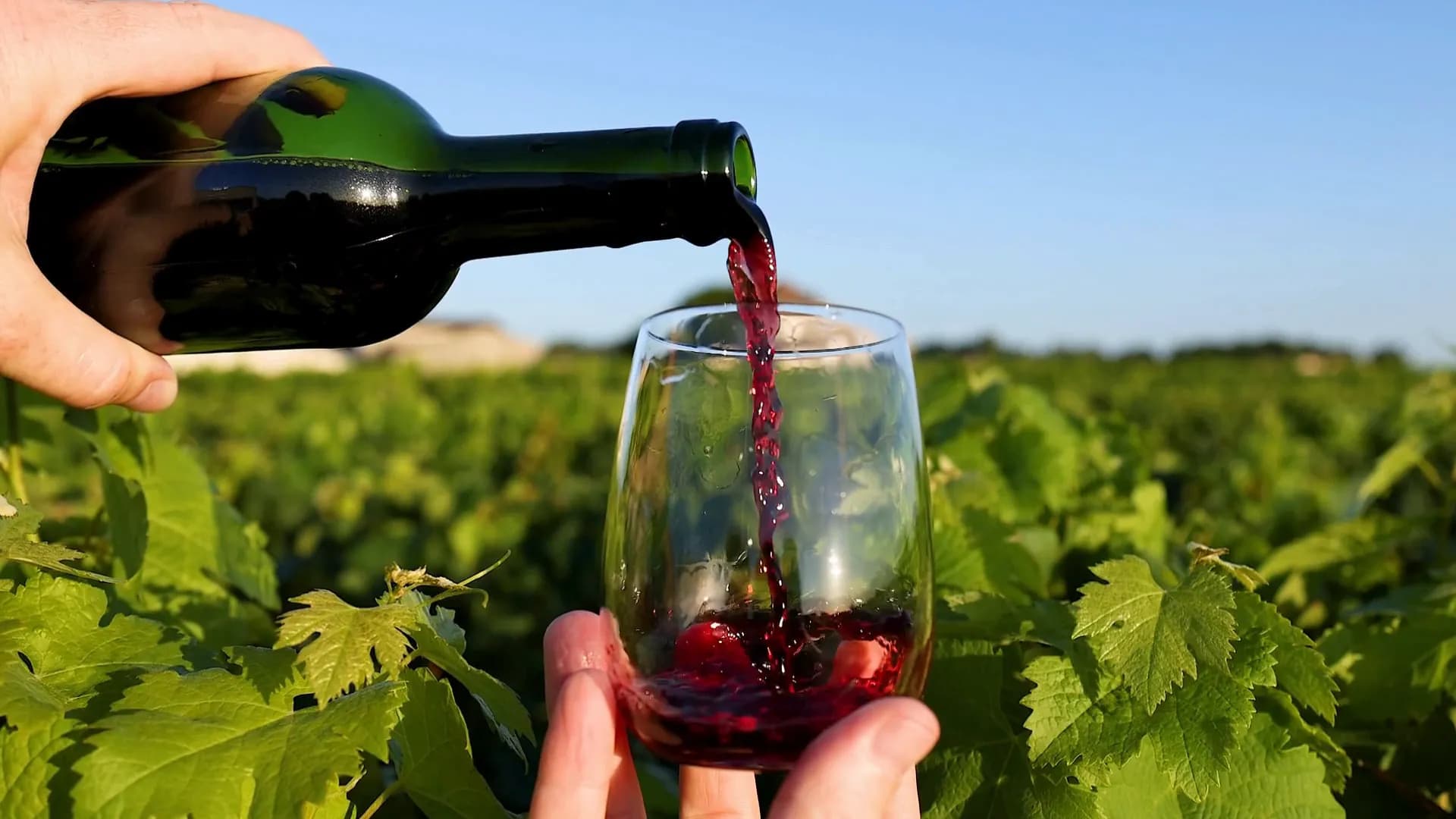 Vinhedos aos pés dos Andes