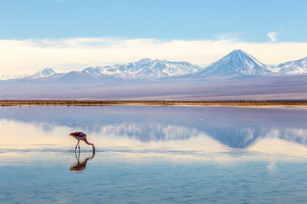 Salar de Atacama e Laguna Chaxa: flamingos e salares perto de San Pedro