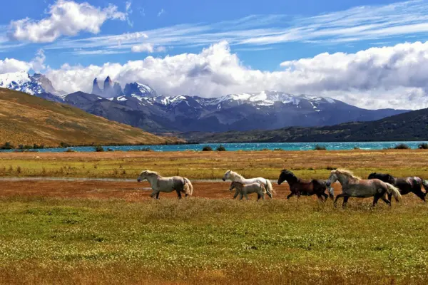 LLANURA DE PATAGONIA CHILENA