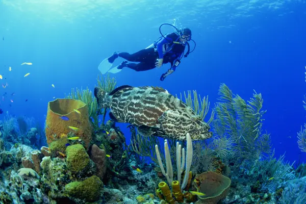 buceo en isla de pascua