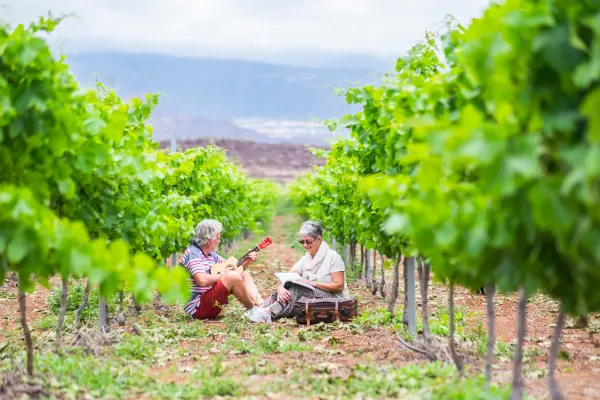 vinos chilenos